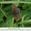 melitaea caucasogenita daghestan male1